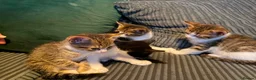 Bengal cats for sale:   😻  Adorable Bengal Mix Kittens 😸 - Advert 9