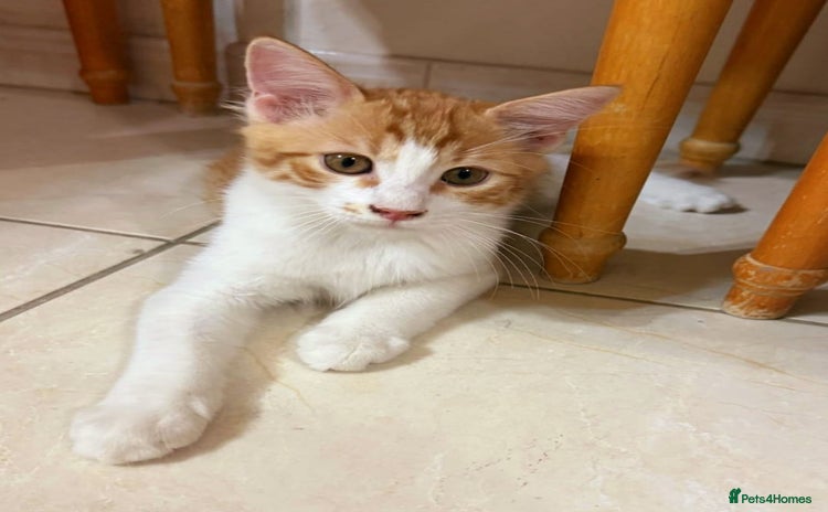 Mixed Breed cats - Advert 10