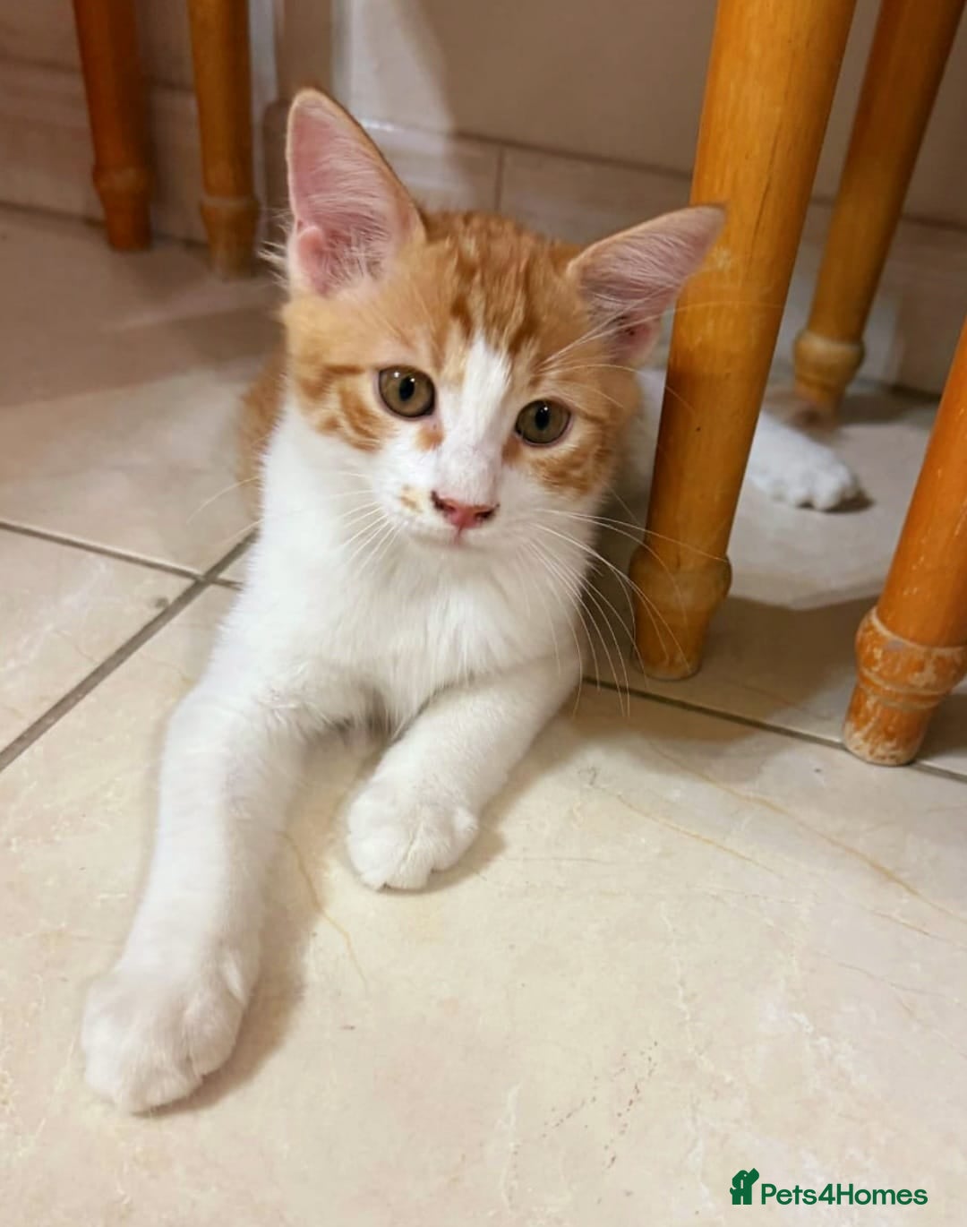 Mixed Breed cats for adoption: LUKI TURKISH ANGORA / JUNO SHORT HAIR BONDED PAIR  - Image 1