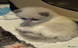 Persian cats for sale: Persian x ragdoll  - Image 7