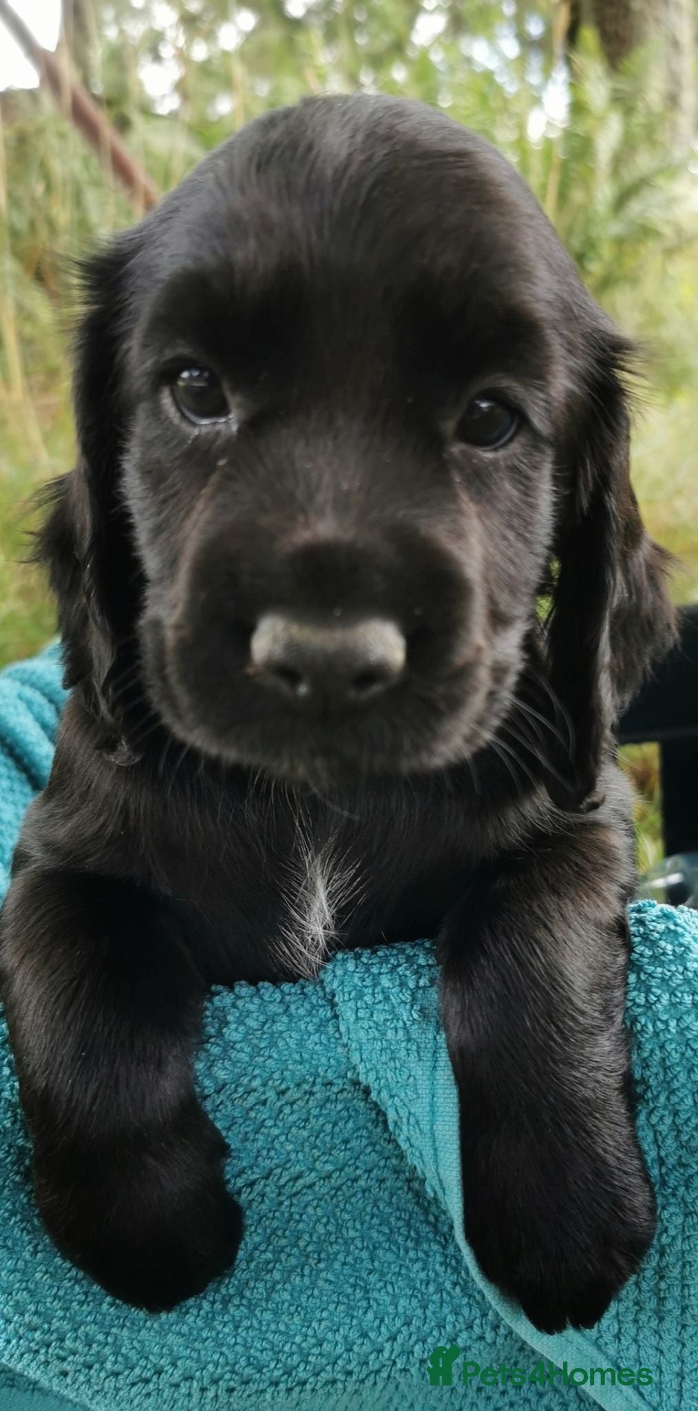 Cocker Spaniel dogs Cocker Spaniel Pups - Advert 1
