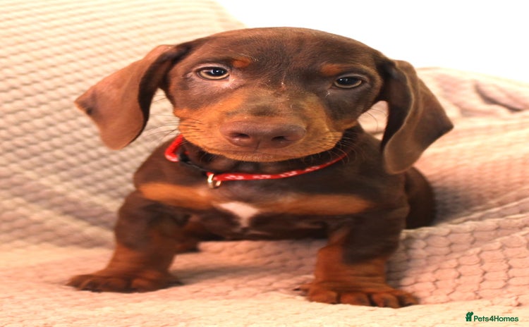 Dachshund dogs - Advert 12