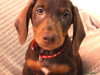 Dachshund dogs - Advert 9