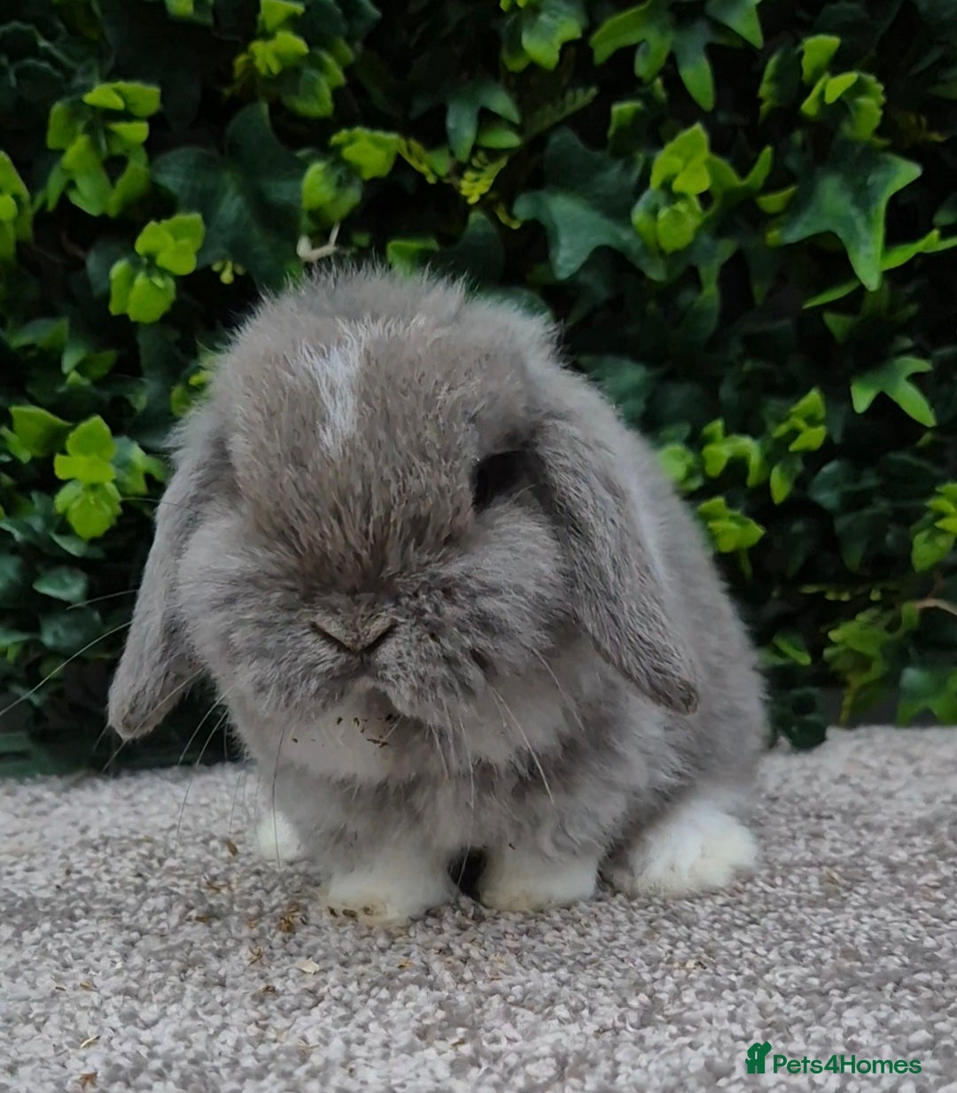 Mini Lop rabbits for sale: Mini lop baby girl ready now - Advert 3