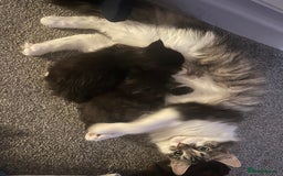 Mixed Breed cats for sale: Two Medium-Haired Kittens for sale - Image 4