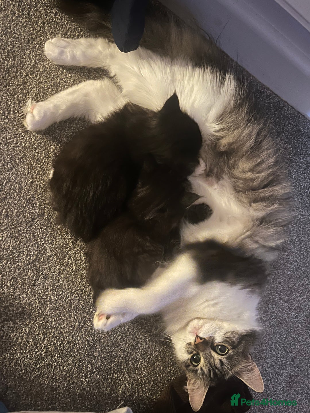 Mixed Breed cats for sale: Two Medium-Haired Kittens for sale - Image 4