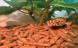 Leopard Gecko reptiles for sale: Male leopard gecko  - Advert 3