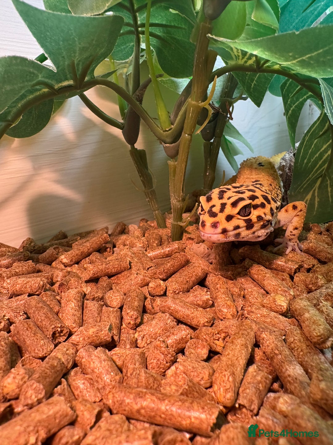 Leopard Gecko reptiles for sale: Male leopard gecko  - Advert 3