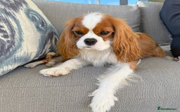 Cavalier King Charles Spaniel dogs for sale:  Cavalier King Charles Spaniel - Image 2