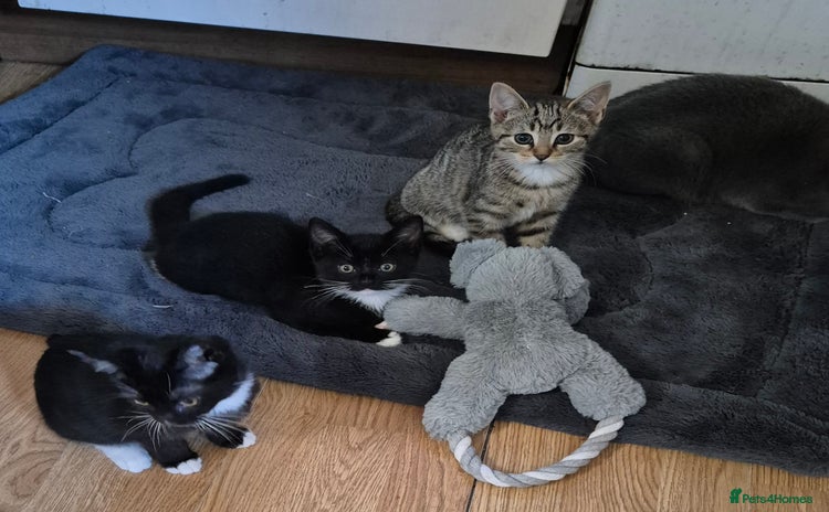 Mixed Breed cats - Advert 4