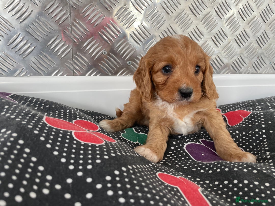 Cavapoo dogs for sale: F1 CAVAPOO puppies for sale  - Image 15