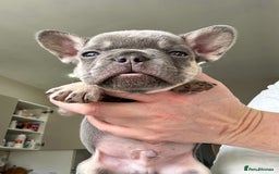 French Bulldog dogs for sale: French bulldog (fluffy) - Image 6