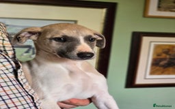 Whippet dogs for sale: Kc reg whippet litter.  male & female available - Image 35