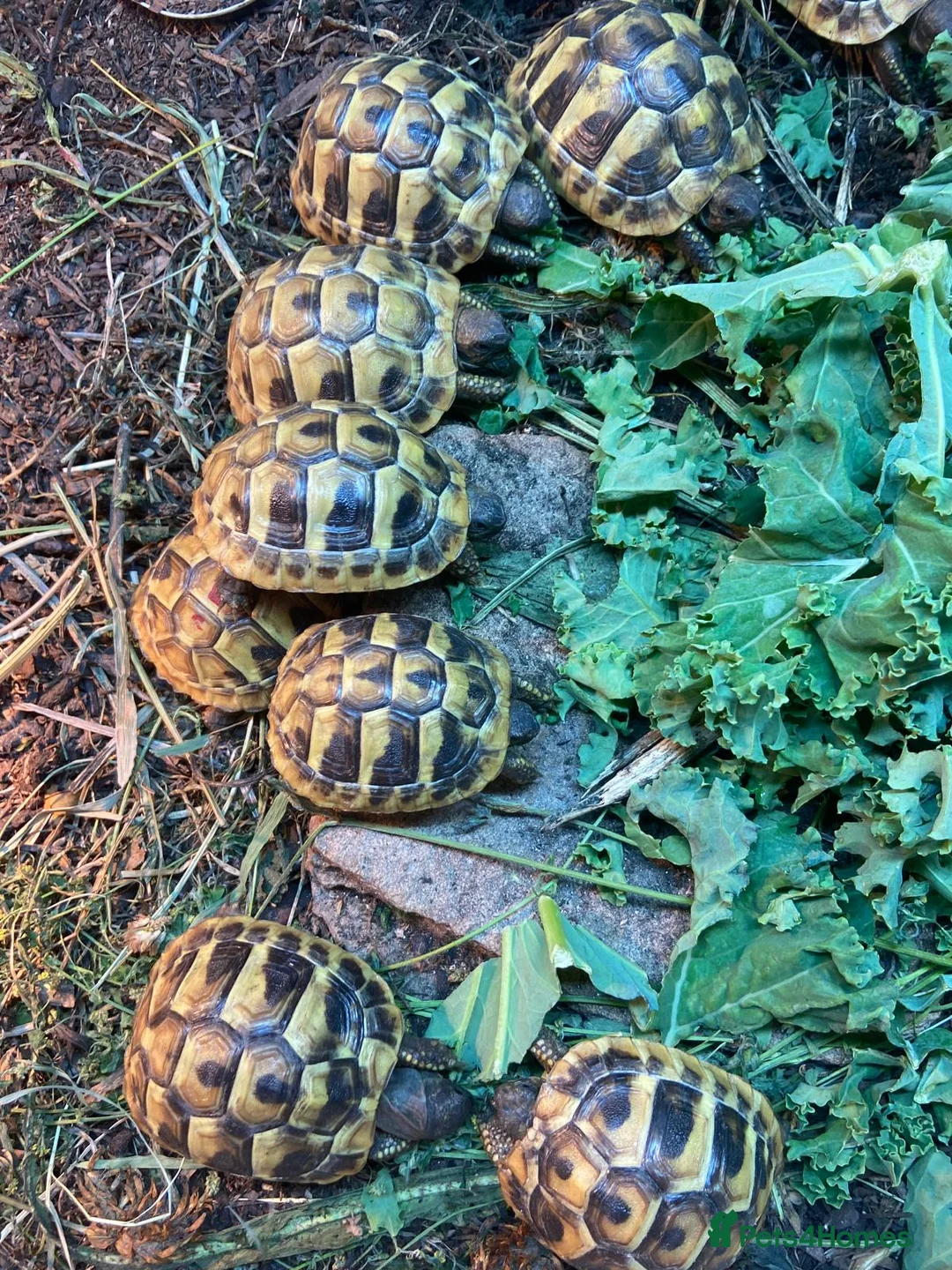 Hermann Tortoise reptiles for sale: Hermann Tortoises  - Advert 2