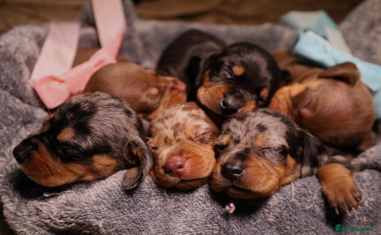 Dachshund dogs - Advert 2