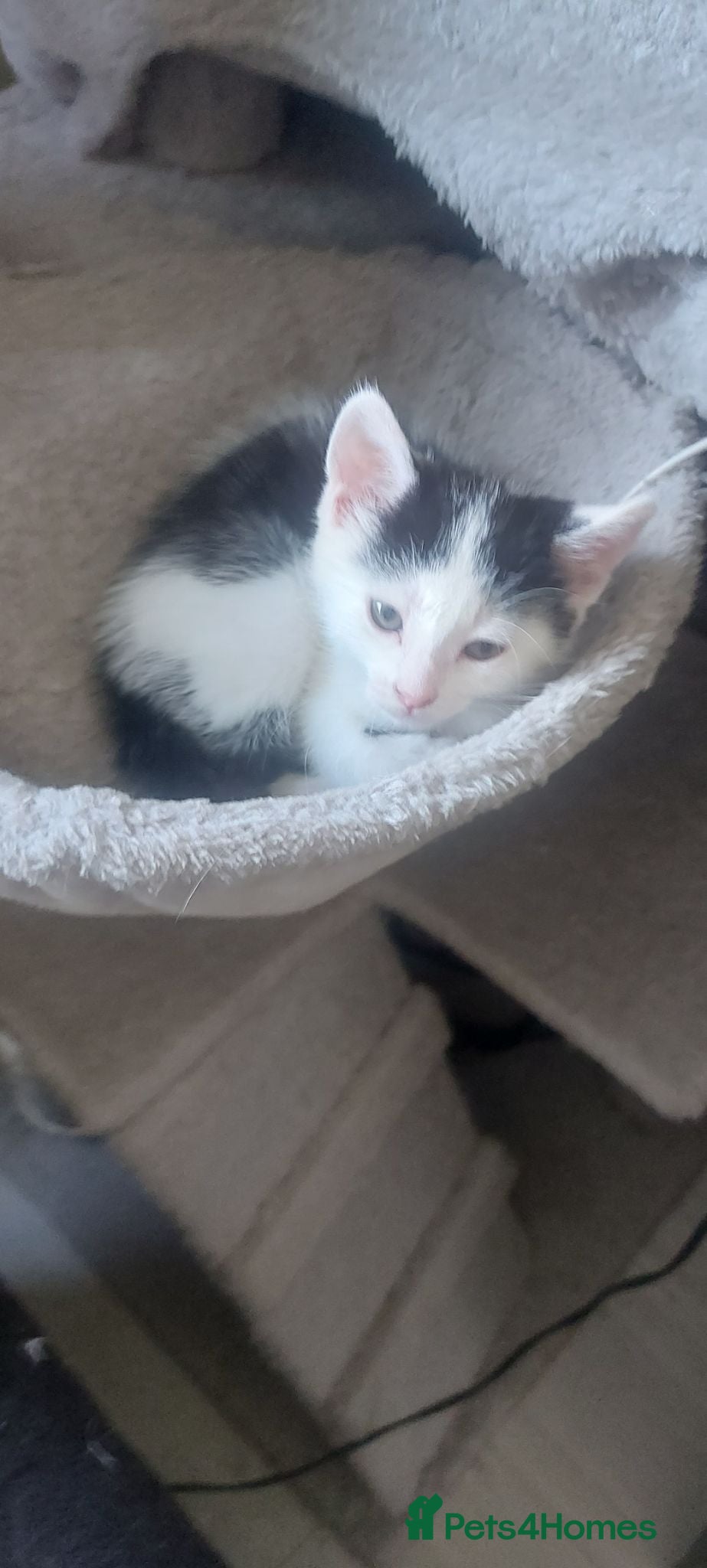 Mixed Breed cats Kittens ready now  - Advert 1