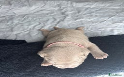 American Bully dogs for sale: Pocket bully’s  - Image 4