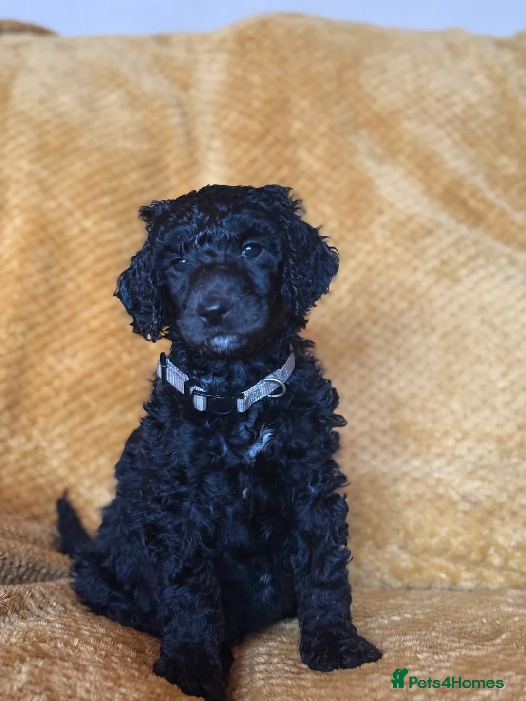 Standard Poodle dogs for sale: Silver & blue KC registered Standard Poodle Boys - Advert 9