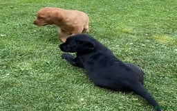 Labrador Retriever dogs for sale: Drakeshead Labrador Retriever  - Image 1