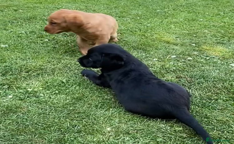 Labrador Retriever dogs - Advert 1