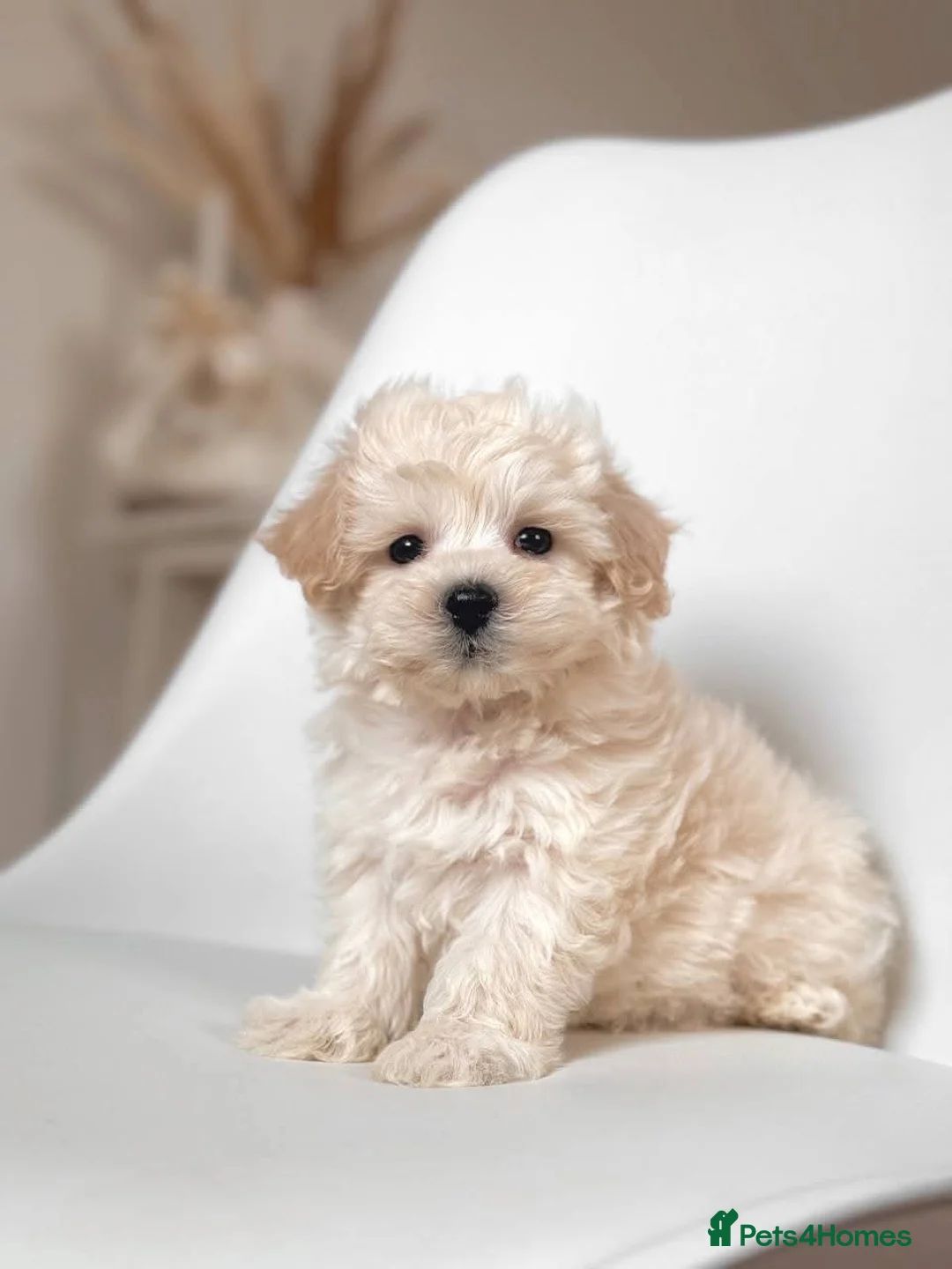 Maltipoo dogs for sale:  GorgeousKorean Maltese puppy 🐶 - Advert 2