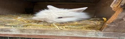 Lionhead rabbits for sale: 3x gorgeous fluffy lionhead bunnies ready to go  - Advert 17
