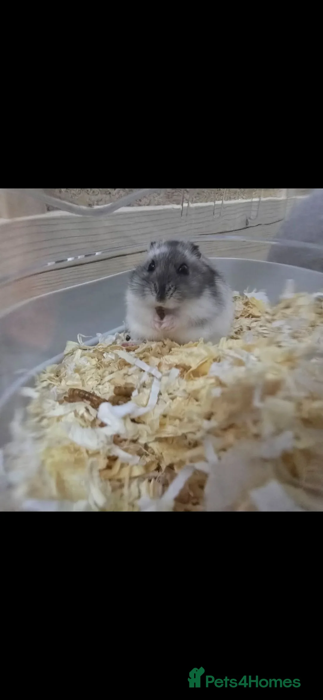 Hamster rodents for sale: Dwarf hamster and all accessories for sale - Advert 2
