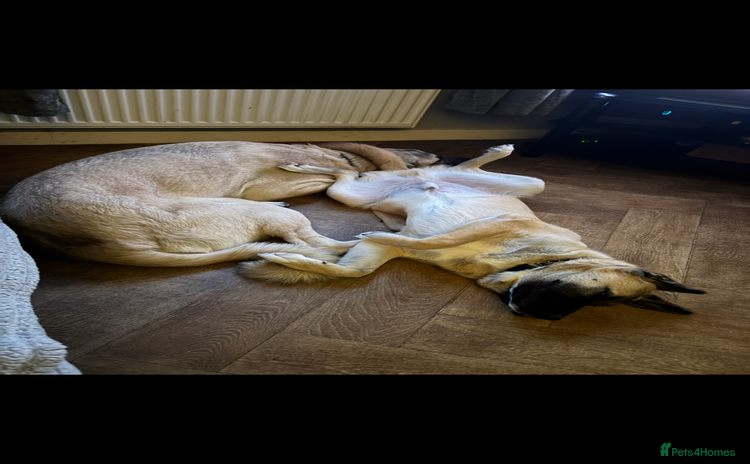 Anatolian Shepherd dogs - Advert 9