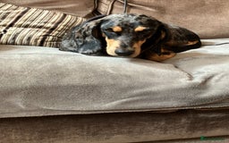 Mixed Breed dogs for adoption: Gypsy a hidden gem is looking for her forever home - Image 7