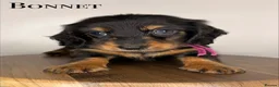Miniature Dachshund dogs for sale: Pedigree Longhaired Miniature Dachshunds  - Advert 3