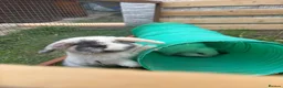 Mini Lop rabbits for sale: Harli mini lop male - Advert 6