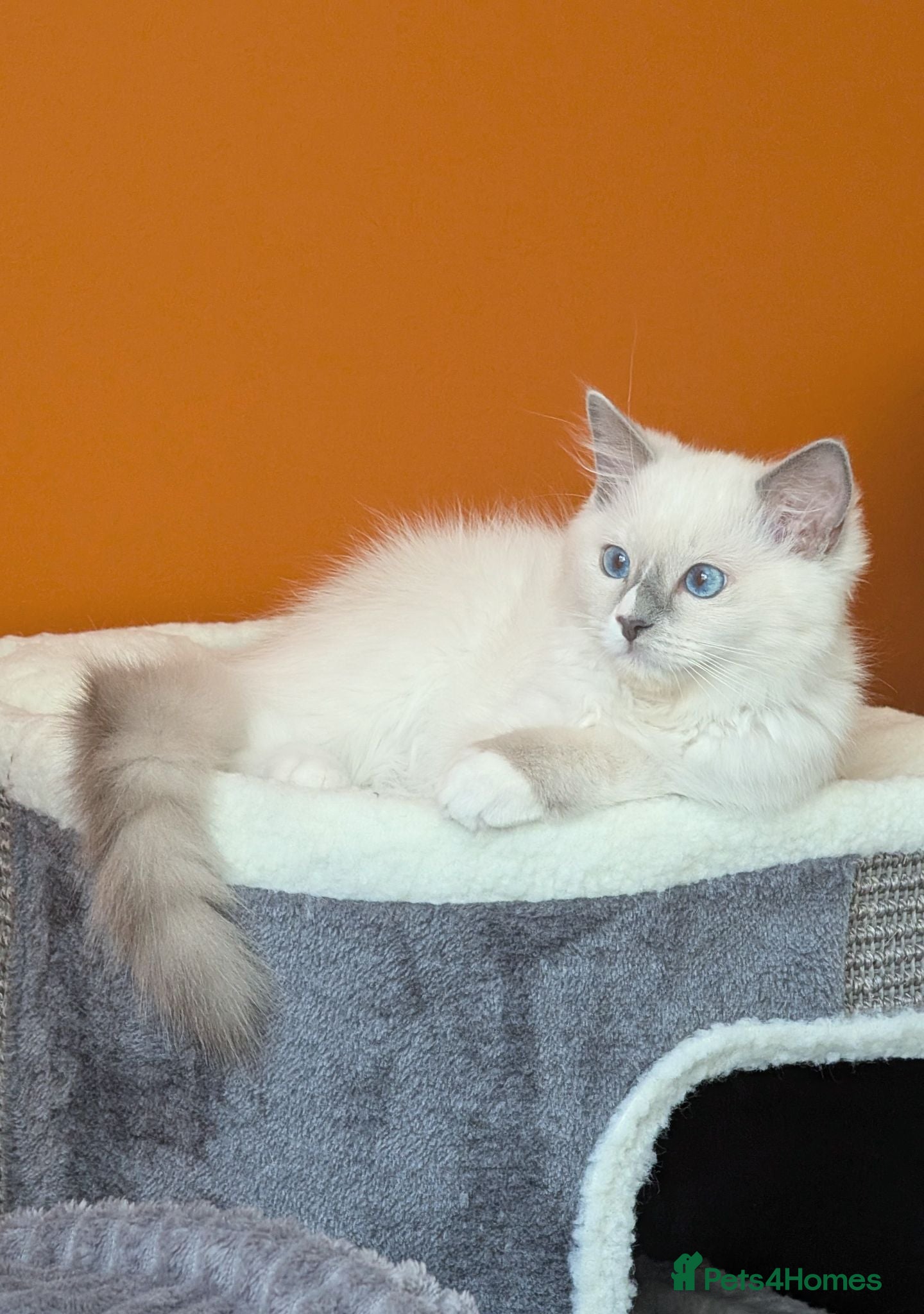 Ragdoll cats 🏆Ready now TICA Female Ragdoll kitten  - Advert 13