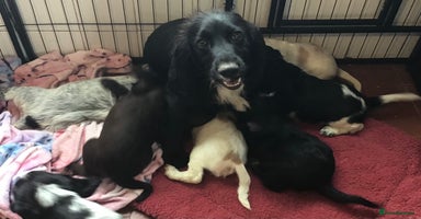 Cocker Spaniel dogs - Advert 16