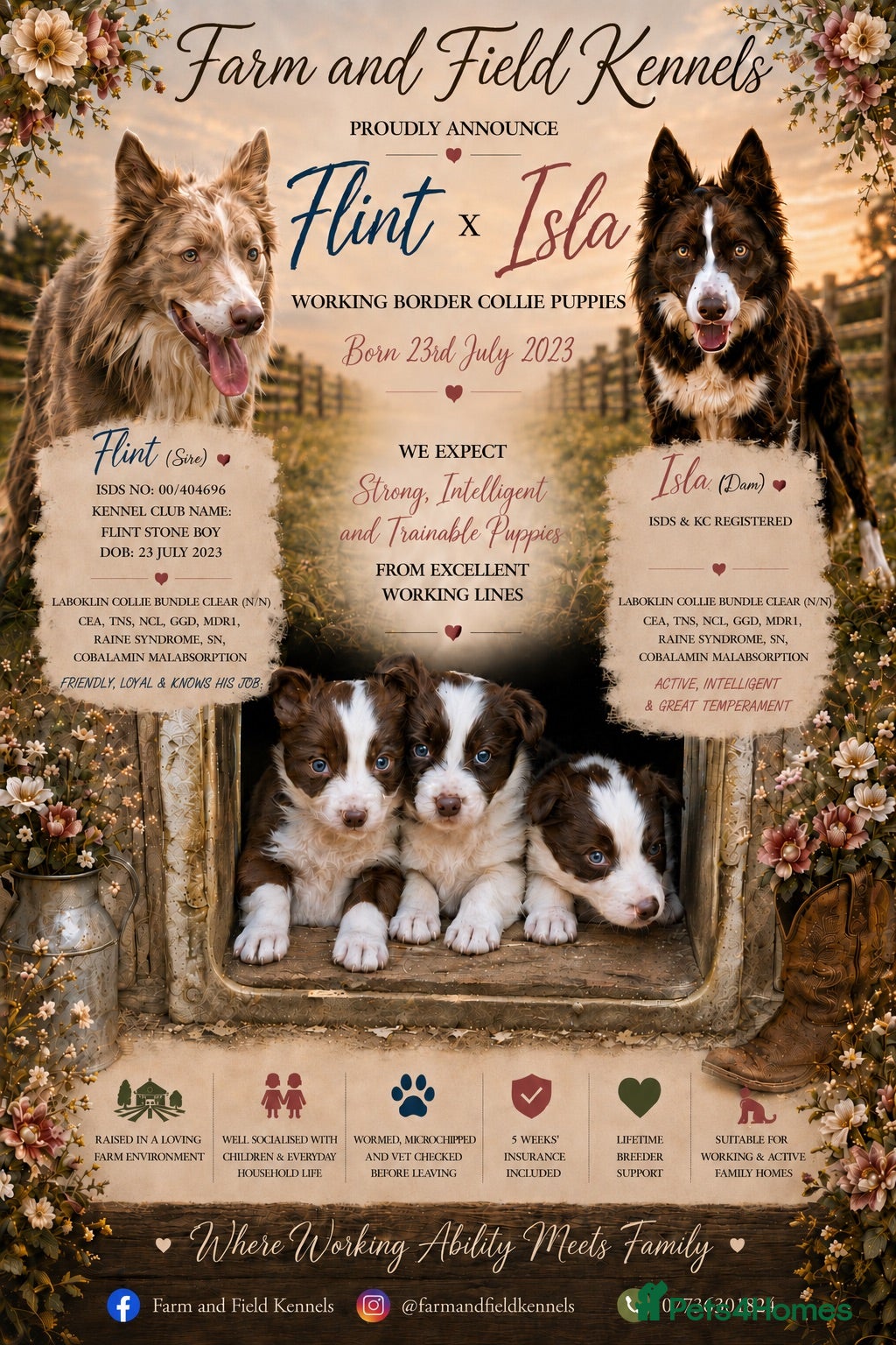 Border Collie dogs Health tested clear KC reg R&W border collies - Advert 1