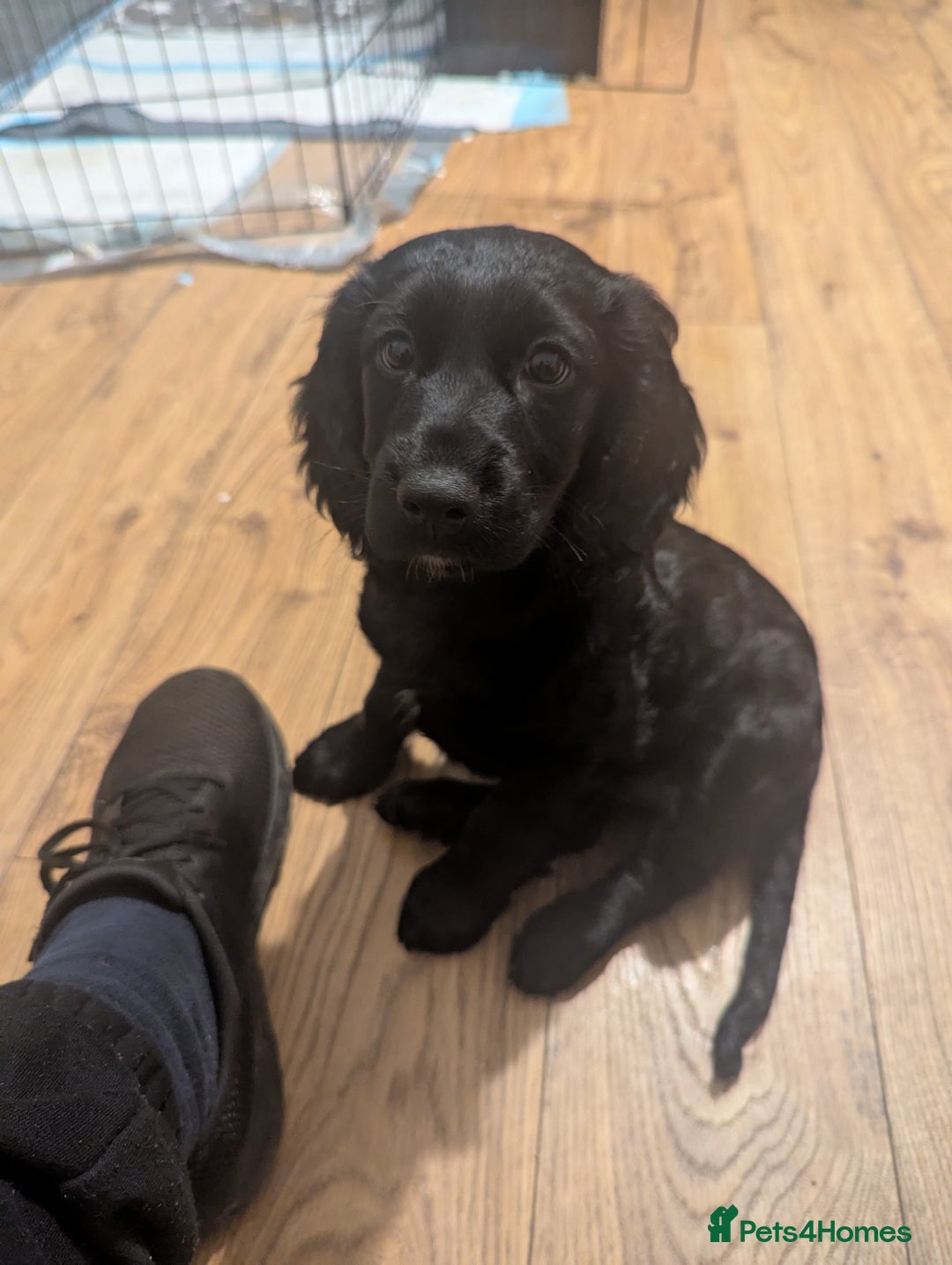 Cocker Spaniel dogs for sale: Working Cocker Spaniel puppies - Advert 35