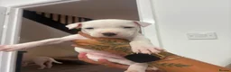 Staffordshire Bull Terrier dogs for sale: Puppys puppys puppys - Advert 23