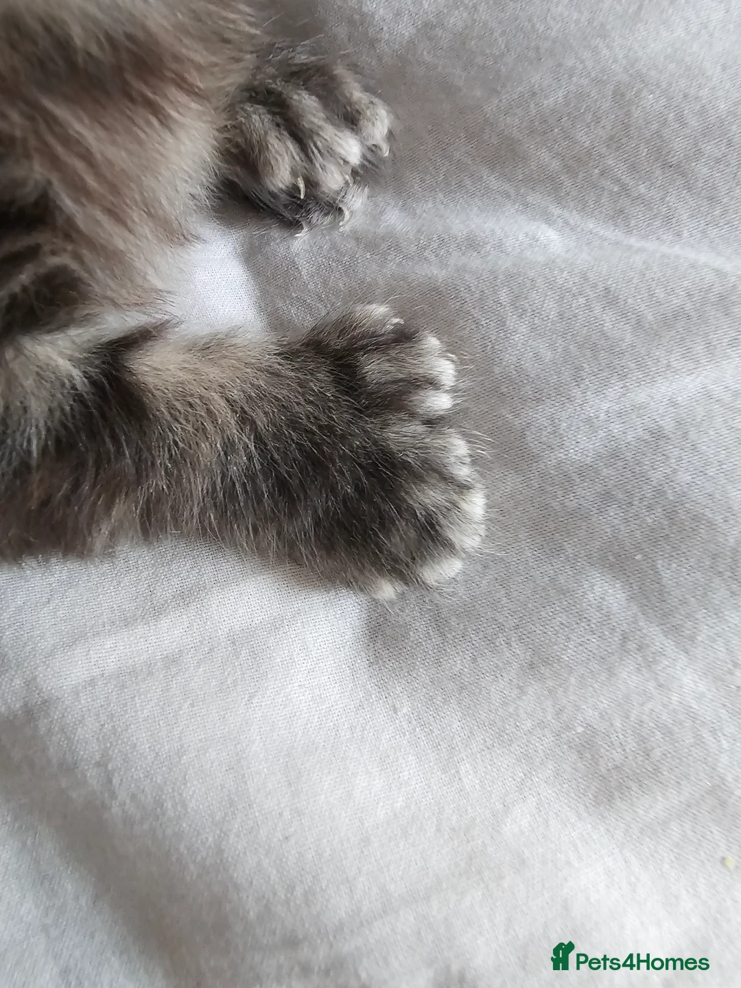 Maine Coon cats for sale: Little Maine Coon Girls Looking for Forever Homes - Advert 7