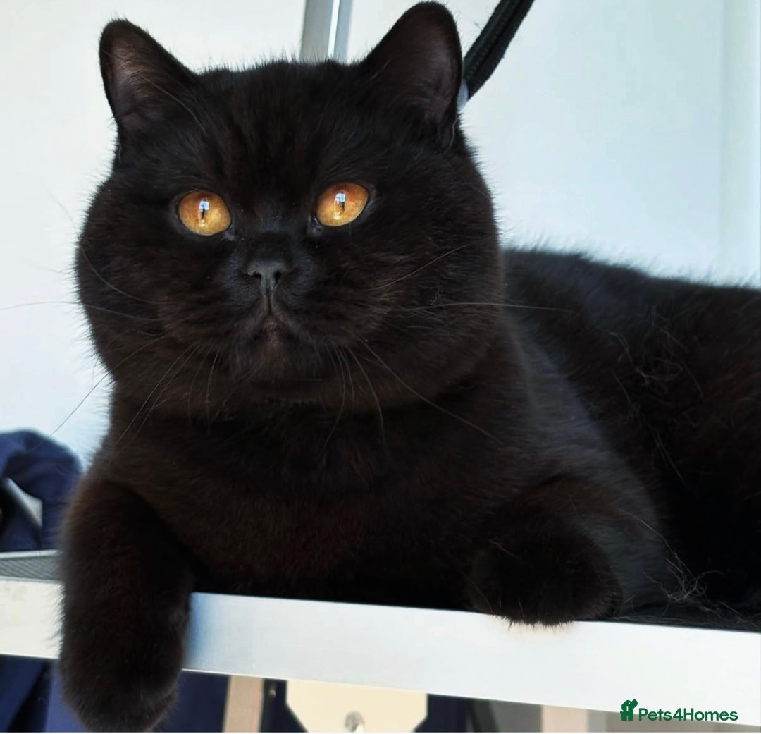 British Shorthair cats for sale: Beautiful black BSH  - Advert 7
