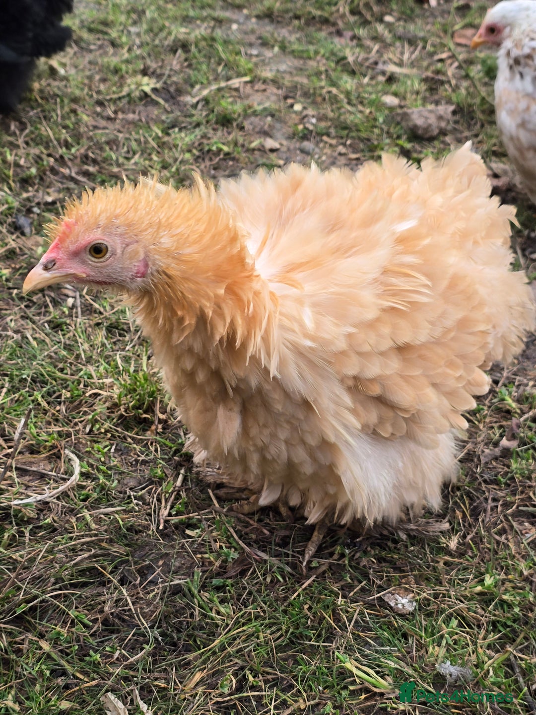Chickens poultry for sale: Frizzle Pekin Pullet Growers  - Image 3