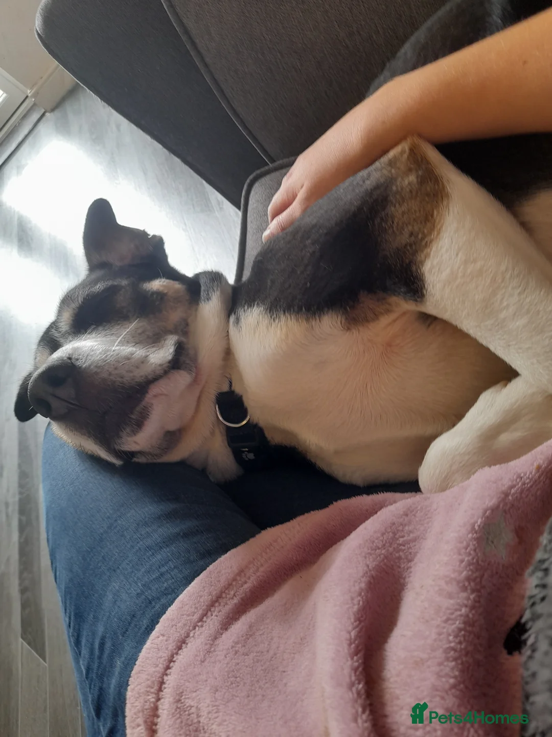 Mixed Breed dogs for sale: Hollie in Pershore - Advert 5