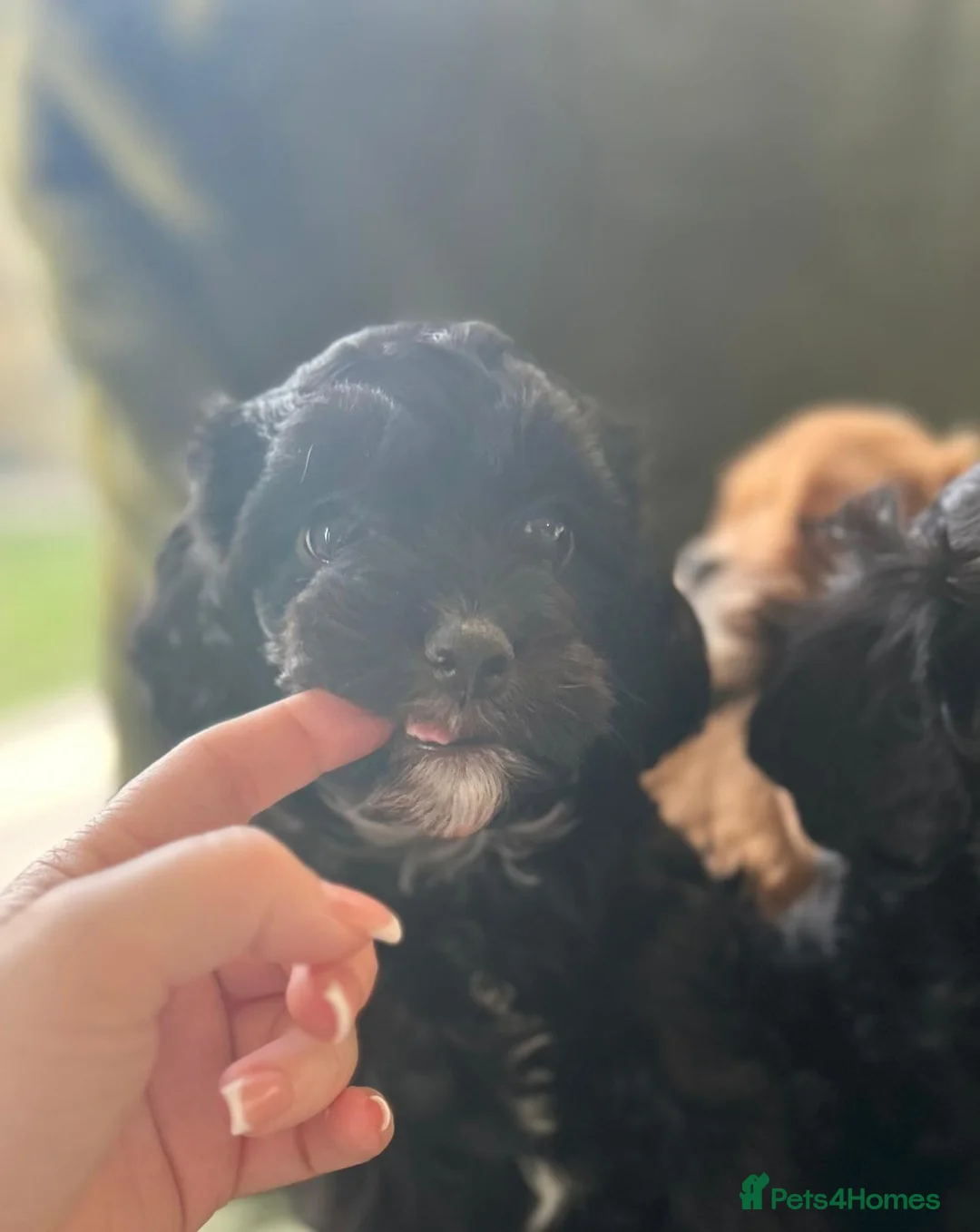Cavapoo dogs for sale: Stunning cavapoos black and tan boy left  - Advert 14