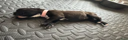 Boxer dogs for sale: KC Boxer Puppies  – 1 Week Old - Advert 12