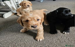 Cocker Spaniel dogs for sale: Beautiful cocker spaniel puppies - Advert 3