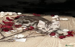 British Shorthair cats for sale:  BSH SILVER CLASSIC TABBY - Image 6