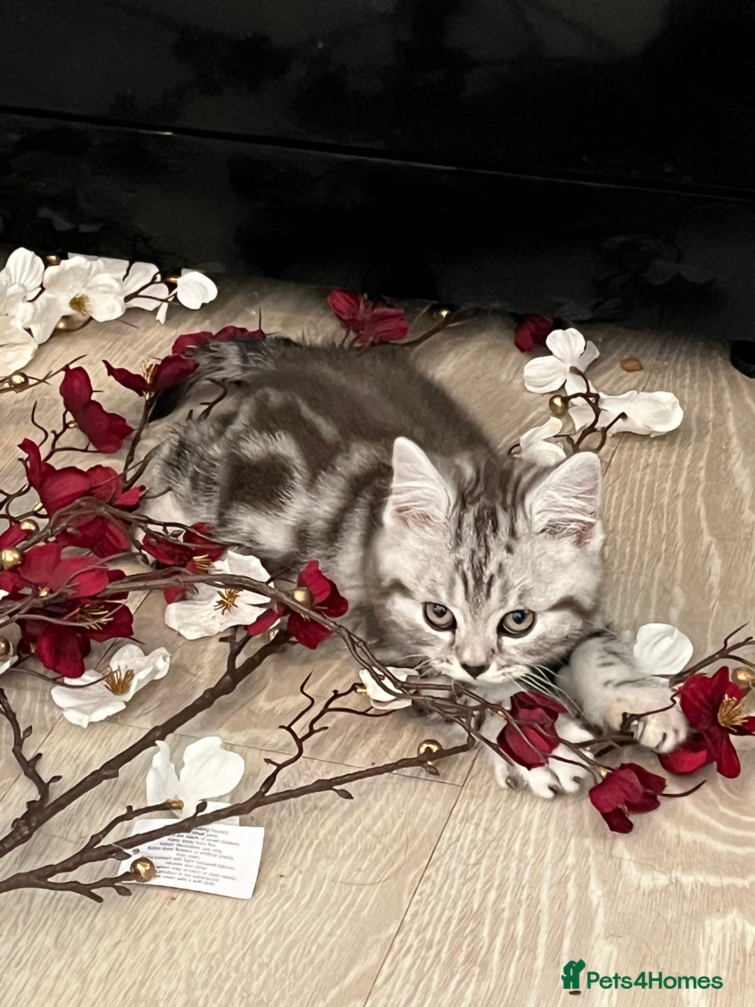 British Shorthair cats for sale:  BSH SILVER CLASSIC TABBY - Image 6