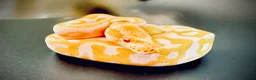 Python Snake reptiles for sale: 1.0 Leo Candy 66% het Pied  - Advert 4