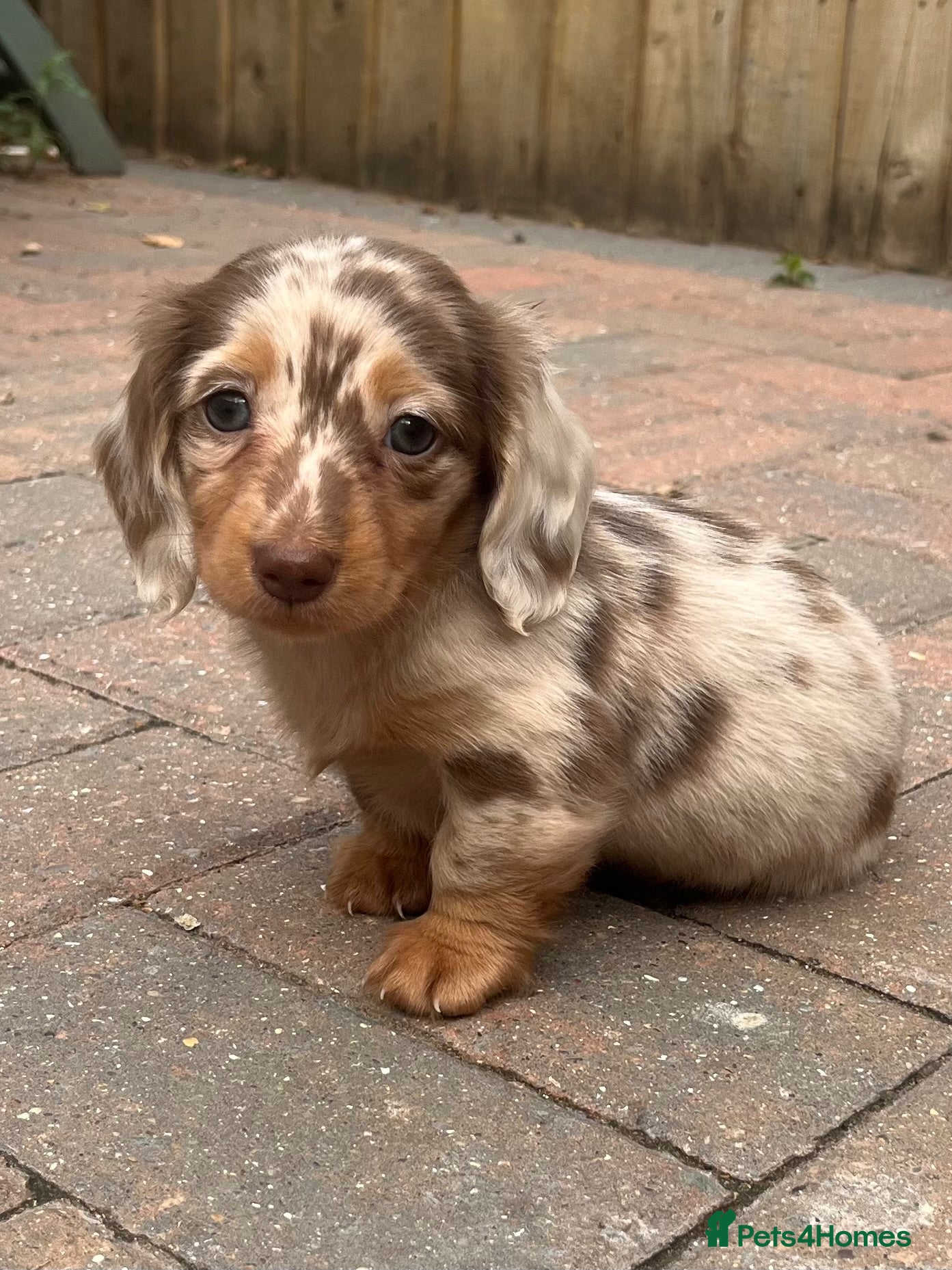 Miniature Dachshund dogs Mini LH dachshunds - Advert 2