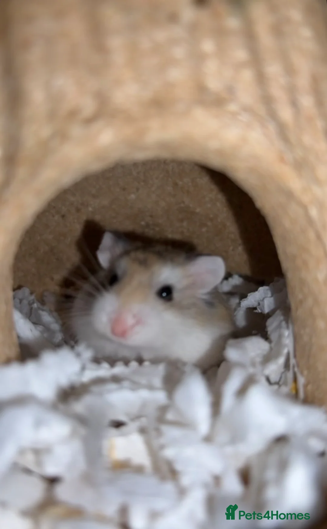 Hamster rodents for sale: Roborovski dwarf hamster  in Highbridge - Advert 1
