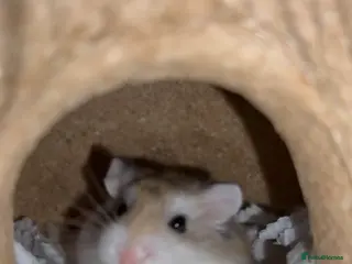 Hamster rodents Roborovski dwarf hamster - Advert 1