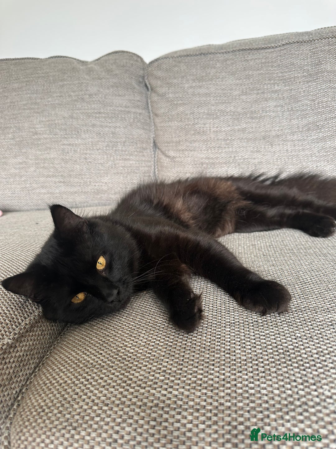 Mixed Breed cats for sale: 2 male kittens for sale  - Image 2